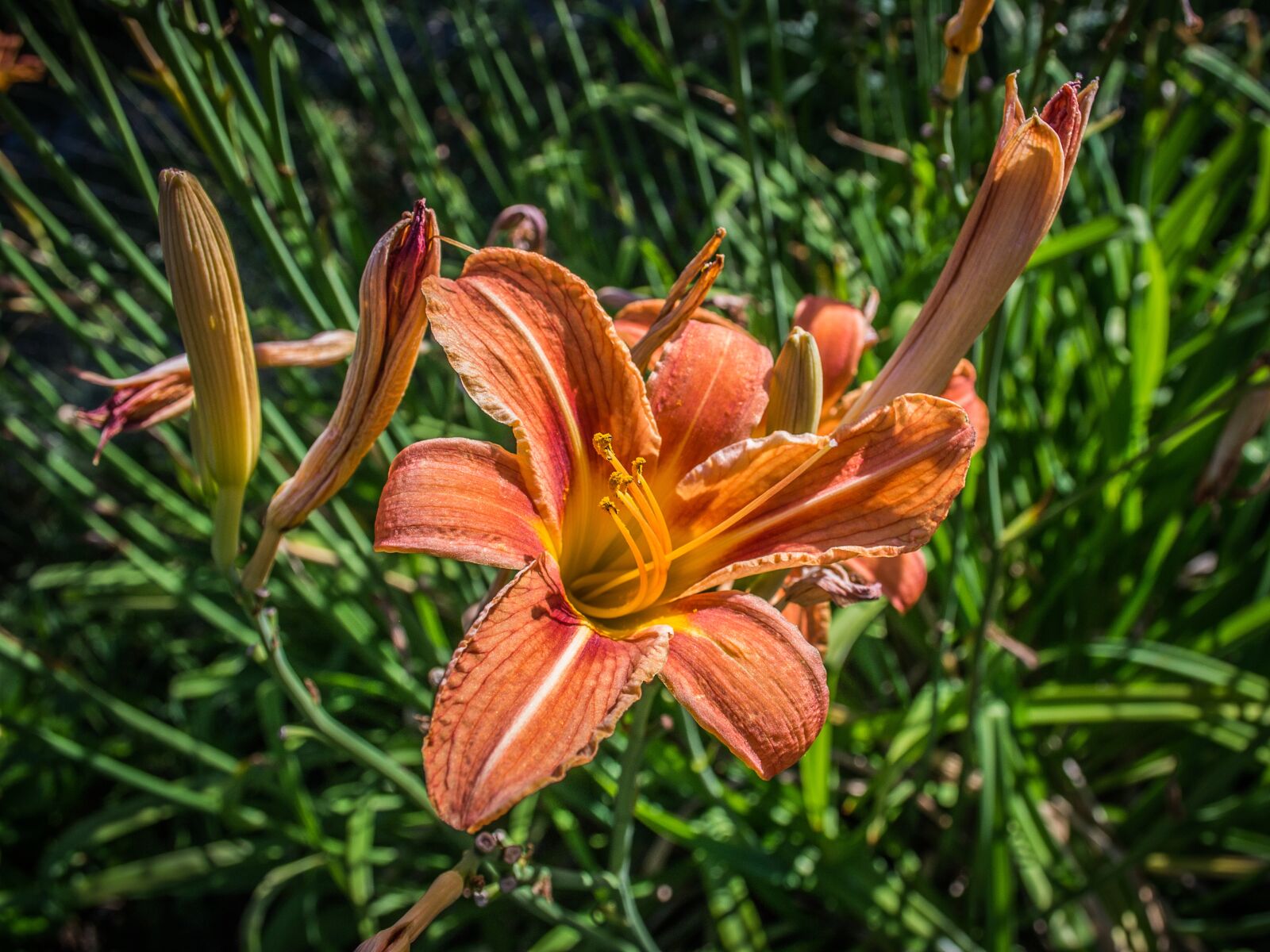 Nikon D3100 sample photo. Lily, flower, garden photography