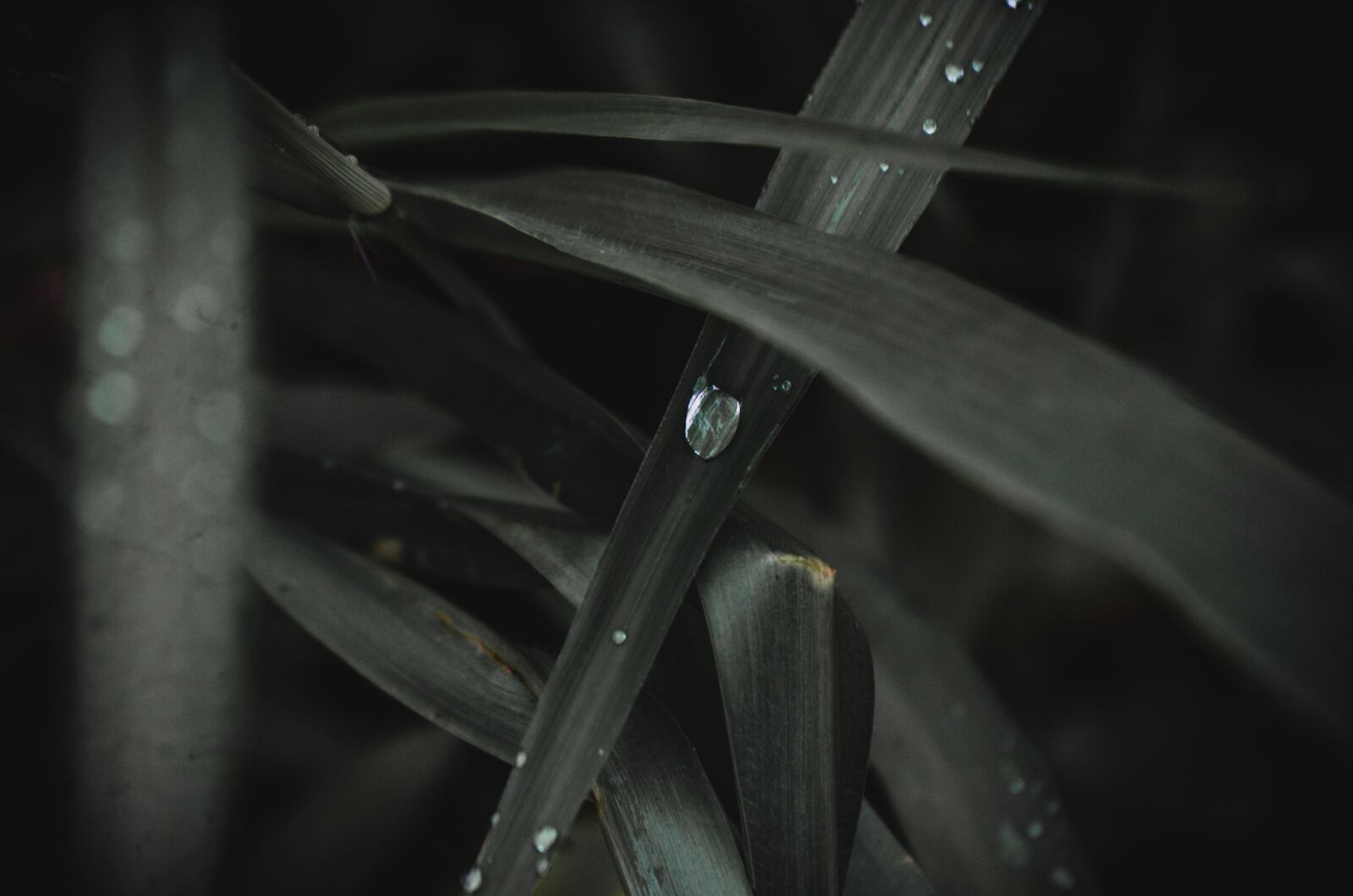 Nikon D5100 sample photo. Plant, drop, water photography