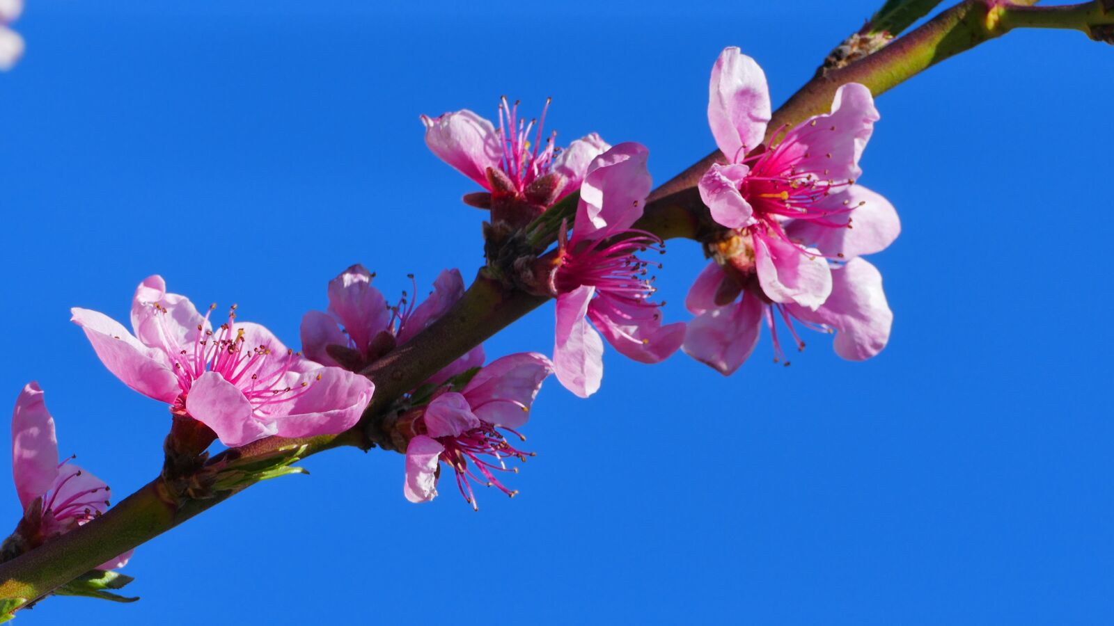 Panasonic Lumix DMC-FZ1000 sample photo. Peach, flower, spring photography