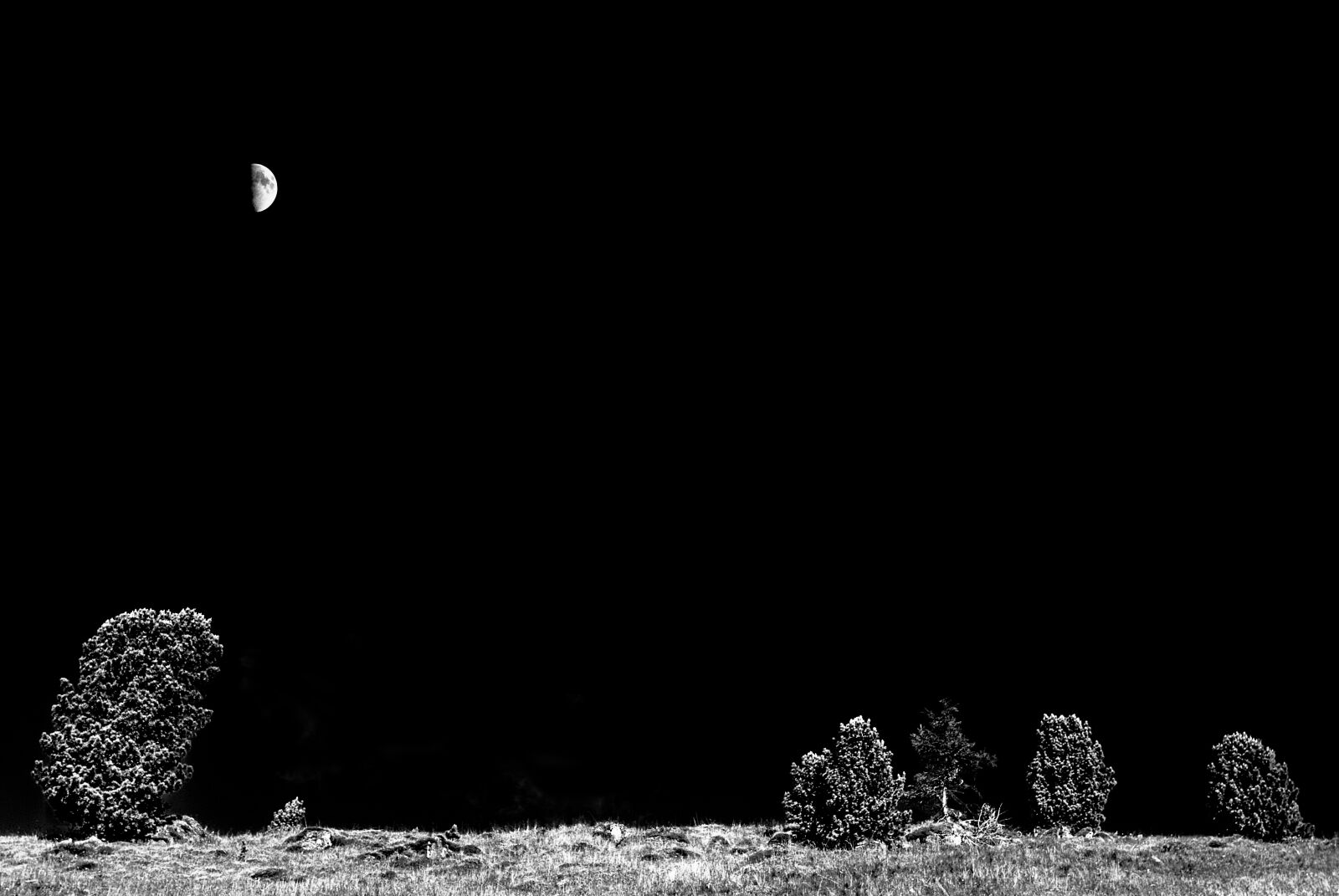 Canon EOS 70D sample photo. Dark, grass, half, moon photography