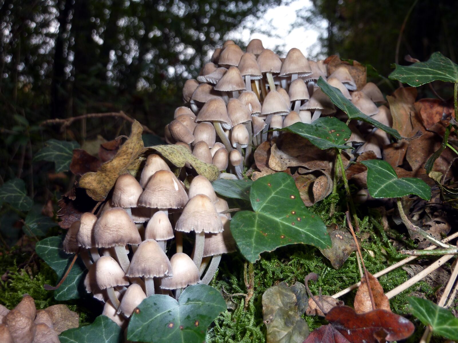 Panasonic DMC-TZ7 sample photo. Mushrooms, forest, nature photography