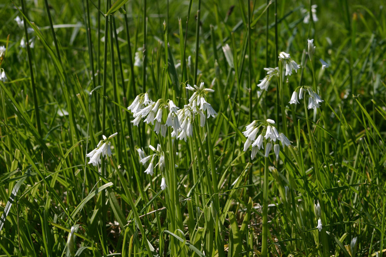 Canon EOS 300D (EOS Digital Rebel / EOS Kiss Digital) sample photo. Fleurs, des, champs photography