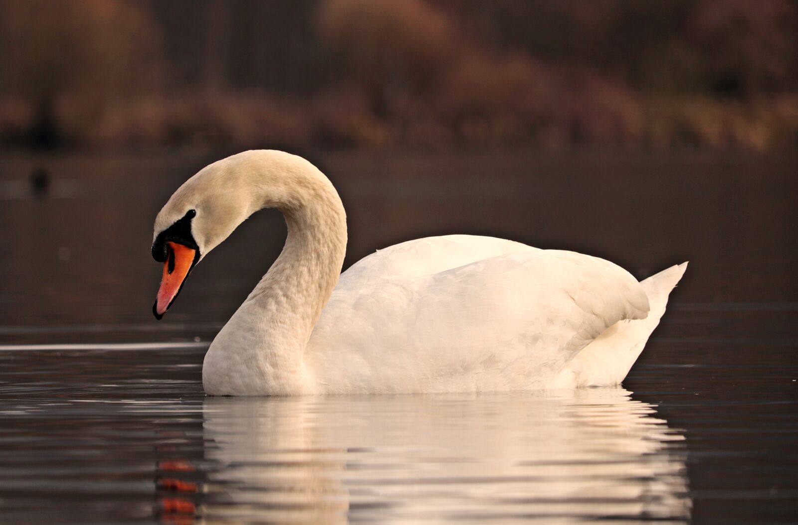 Canon EOS 80D sample photo. Swan, water, white photography