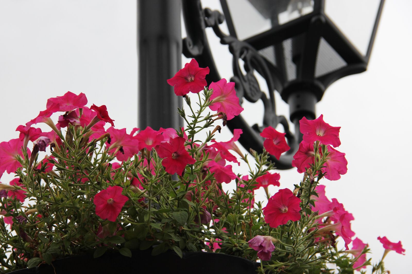 Canon EOS 60D sample photo. Flower, european lamps, european photography