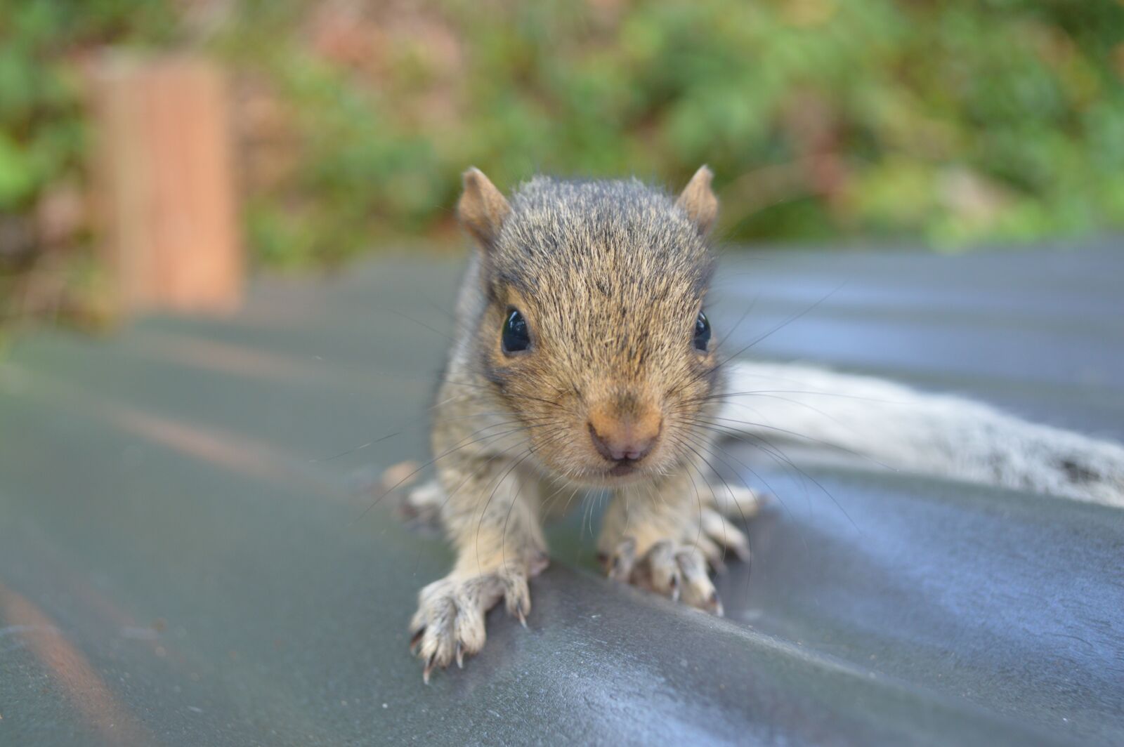 Nikon D3200 sample photo. Squirrel, nature, animal photography
