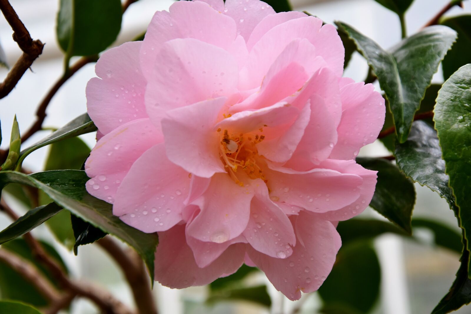Nikon D7200 sample photo. Rose, rose bush, rose photography