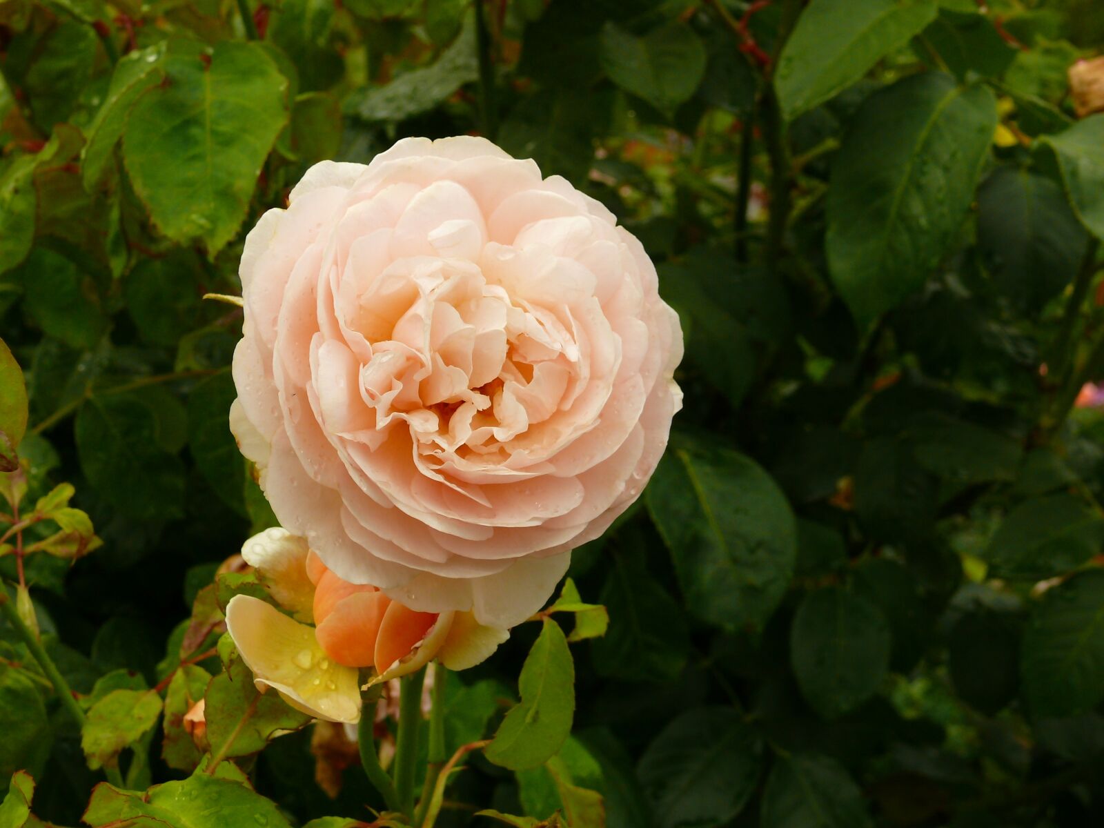 Panasonic DMC-FZ50 sample photo. Rose, blossom, bloom photography