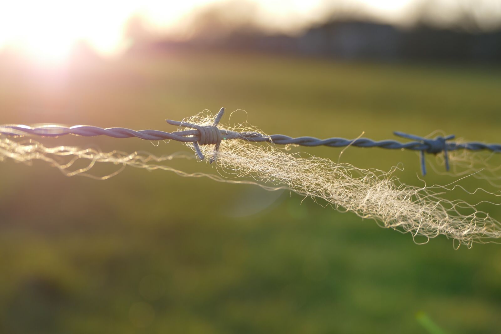 Panasonic Lumix DMC-FZ1000 sample photo. Barbed wire, fence, wool photography