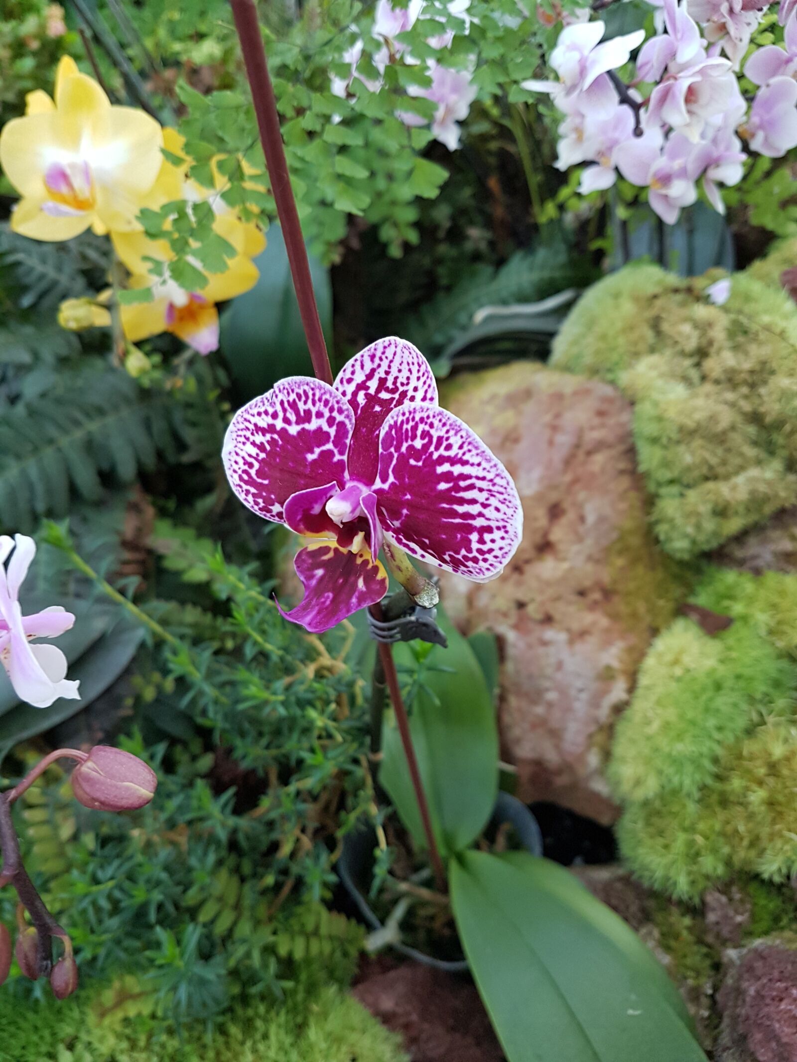 Samsung Galaxy S7 sample photo. Flower, flora, nature photography