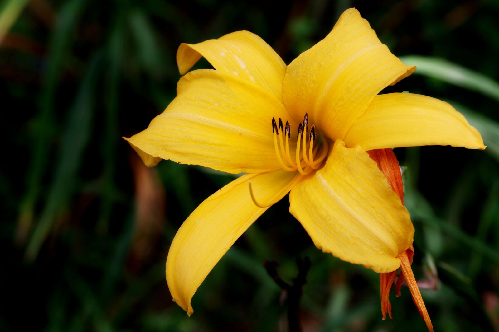 Canon EOS 7D Mark II sample photo. Plants, nature, forest photography