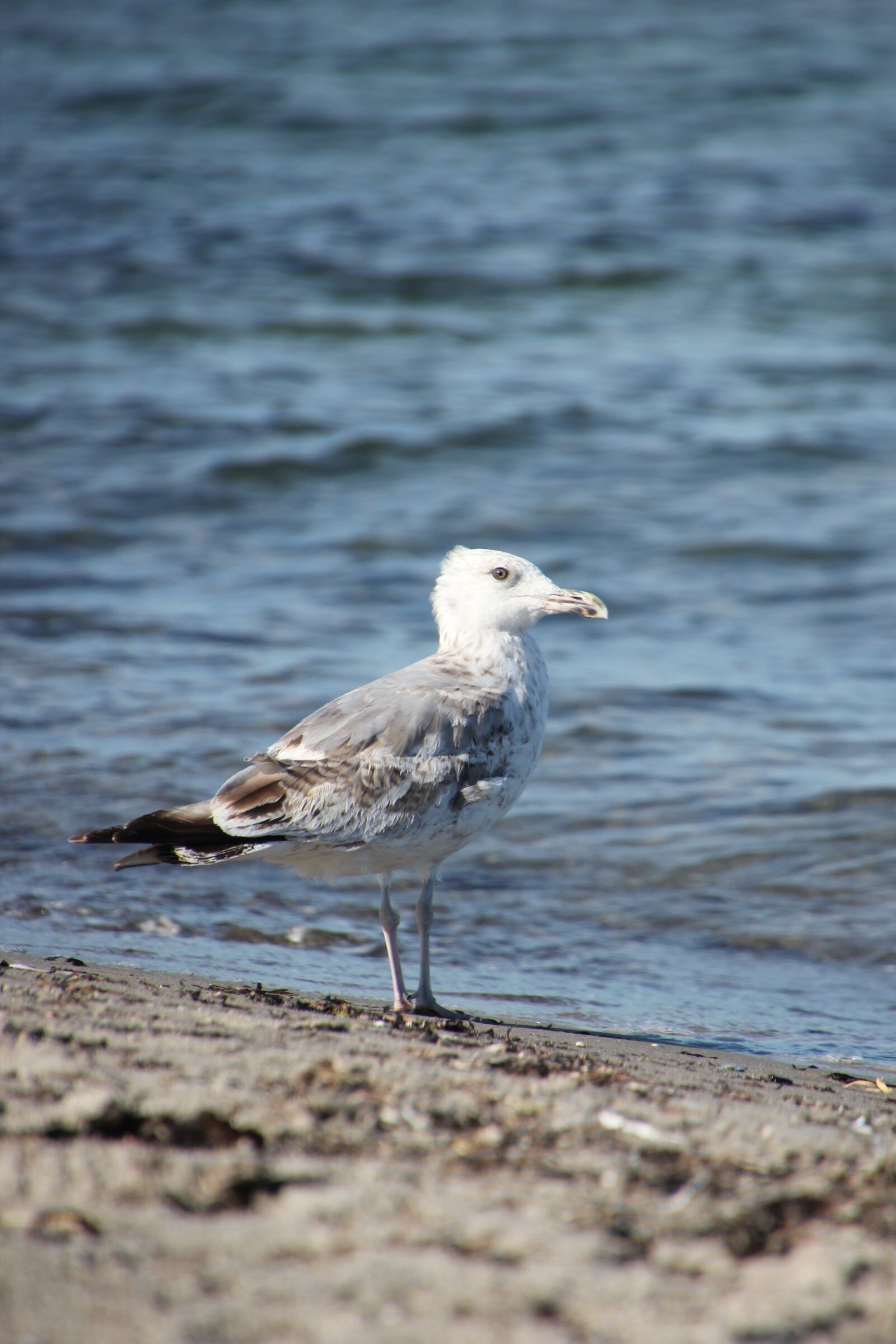 Canon EOS 550D (EOS Rebel T2i / EOS Kiss X4) sample photo. Copenhagen, seagull, bird photography