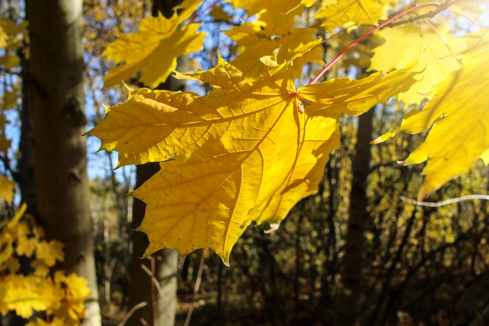 Canon EF-S 24mm F2.8 STM sample photo. Autumn, fall leaves, leaves photography