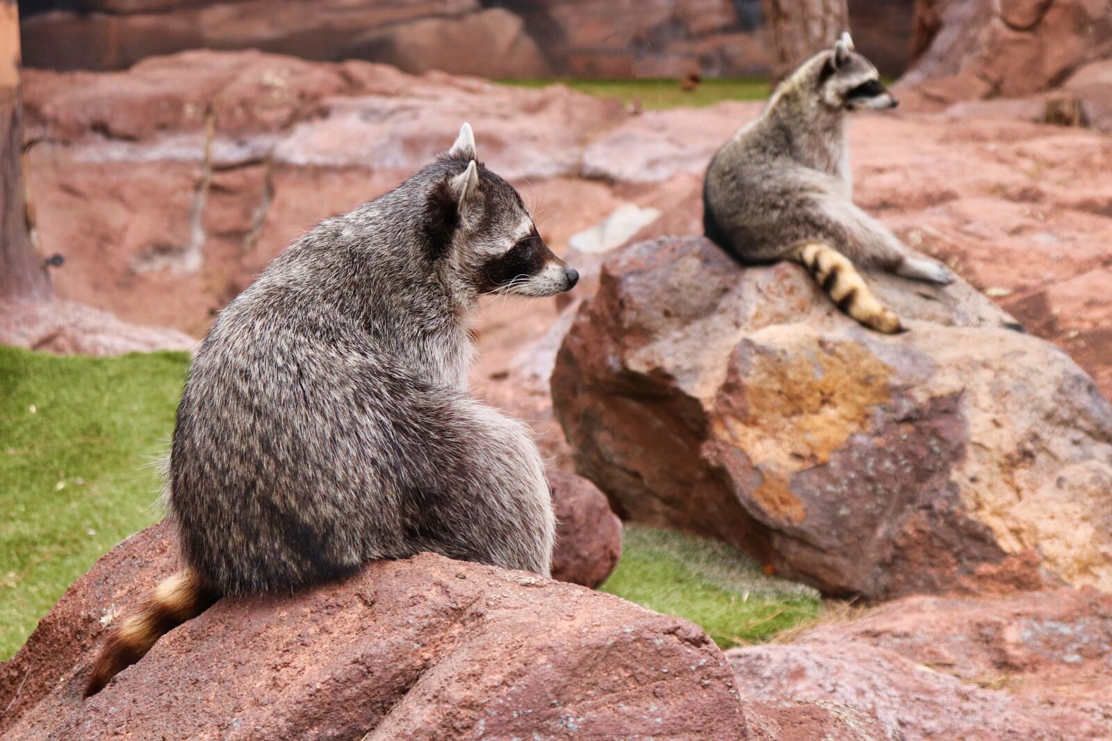 Canon EOS 200D (EOS Rebel SL2 / EOS Kiss X9) sample photo. Raccoons, forest, nature photography