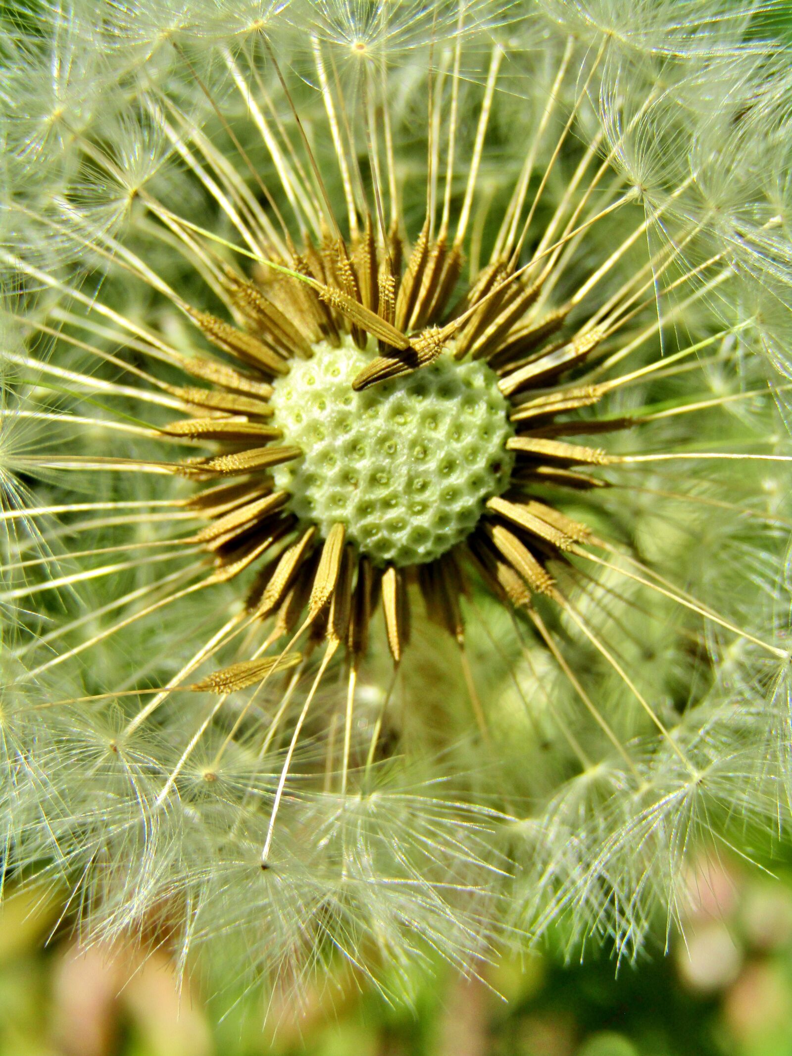 Canon POWERSHOT SX432 IS sample photo. Dandelion, close up, macro photography