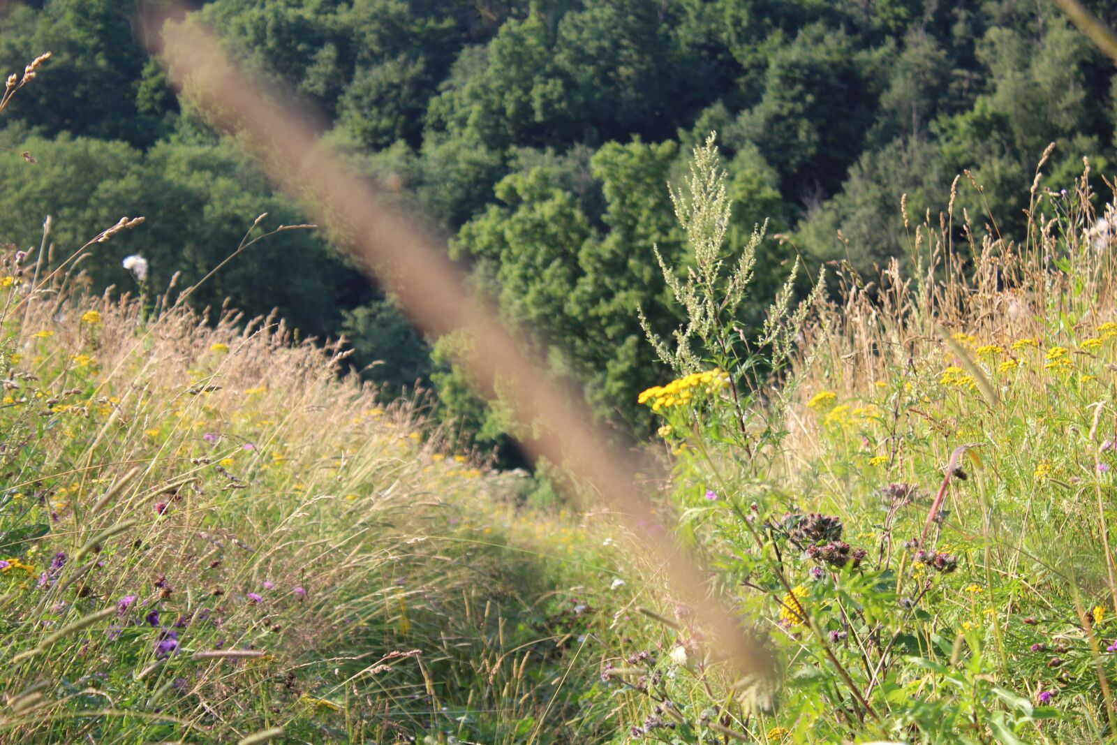 Canon EOS 1200D (EOS Rebel T5 / EOS Kiss X70 / EOS Hi) sample photo. Forest photography
