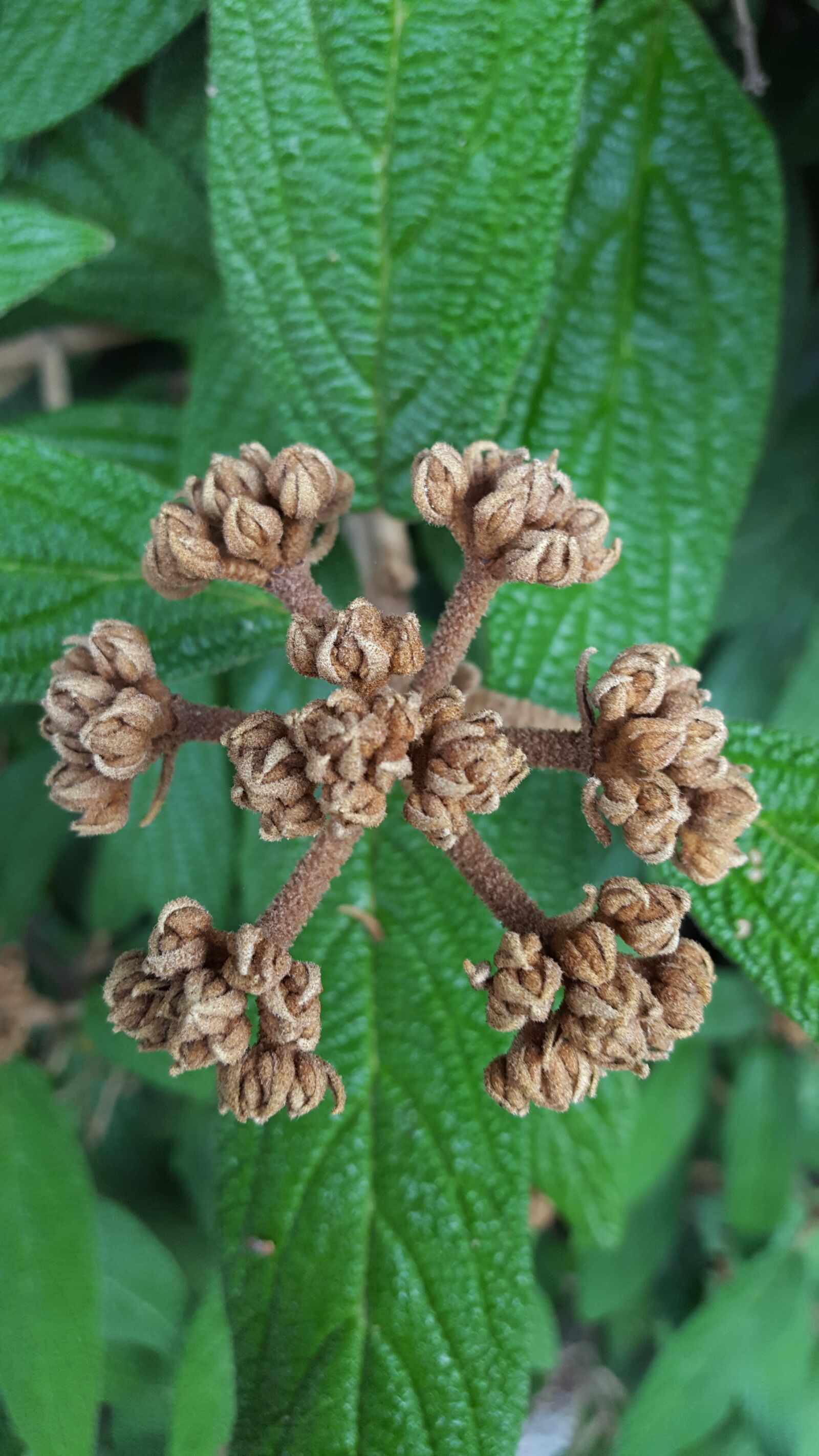 Samsung Galaxy S6 sample photo. Flower stem, brown, green photography