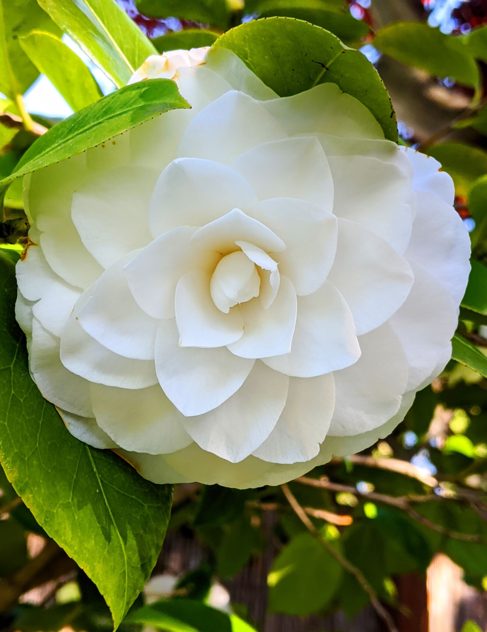 Google Pixel 3 XL sample photo. Camellia, camellia flower, white photography