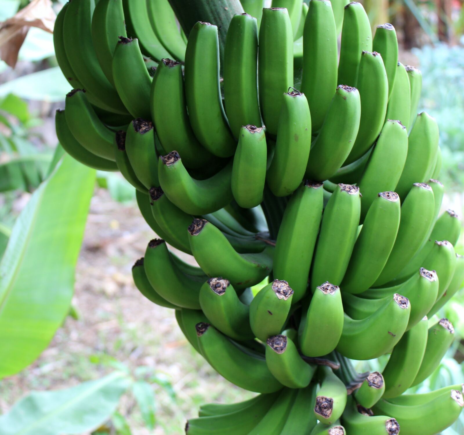 Canon EOS 650D (EOS Rebel T4i / EOS Kiss X6i) sample photo. Banana, green, shrub photography