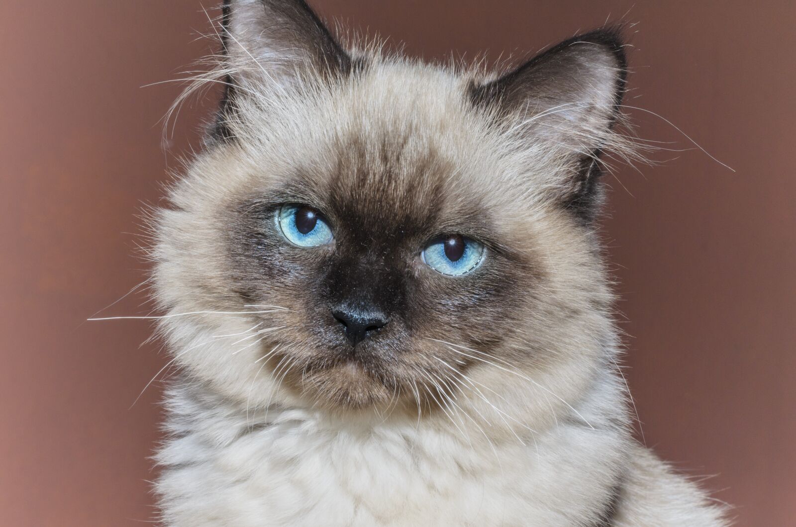 Nikon D5100 sample photo. Cat, kitten, pets photography