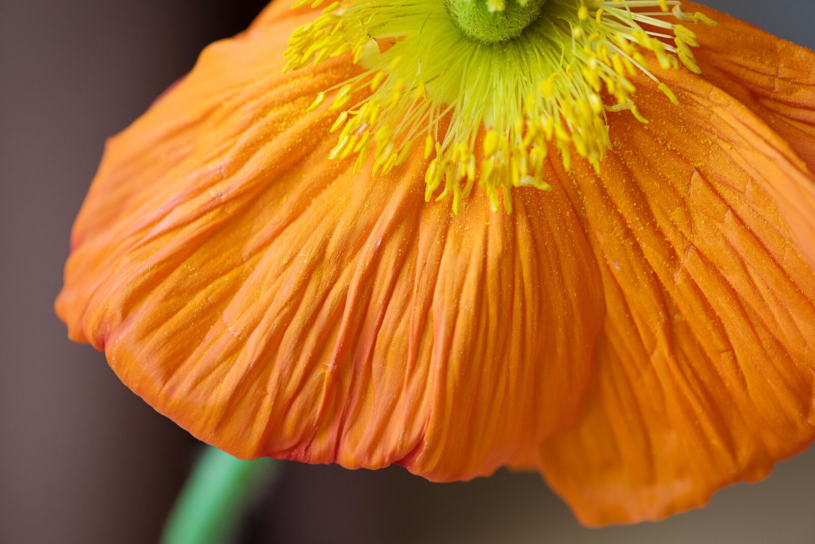 Nikon D750 sample photo. Poppy, are poppy, blossom photography