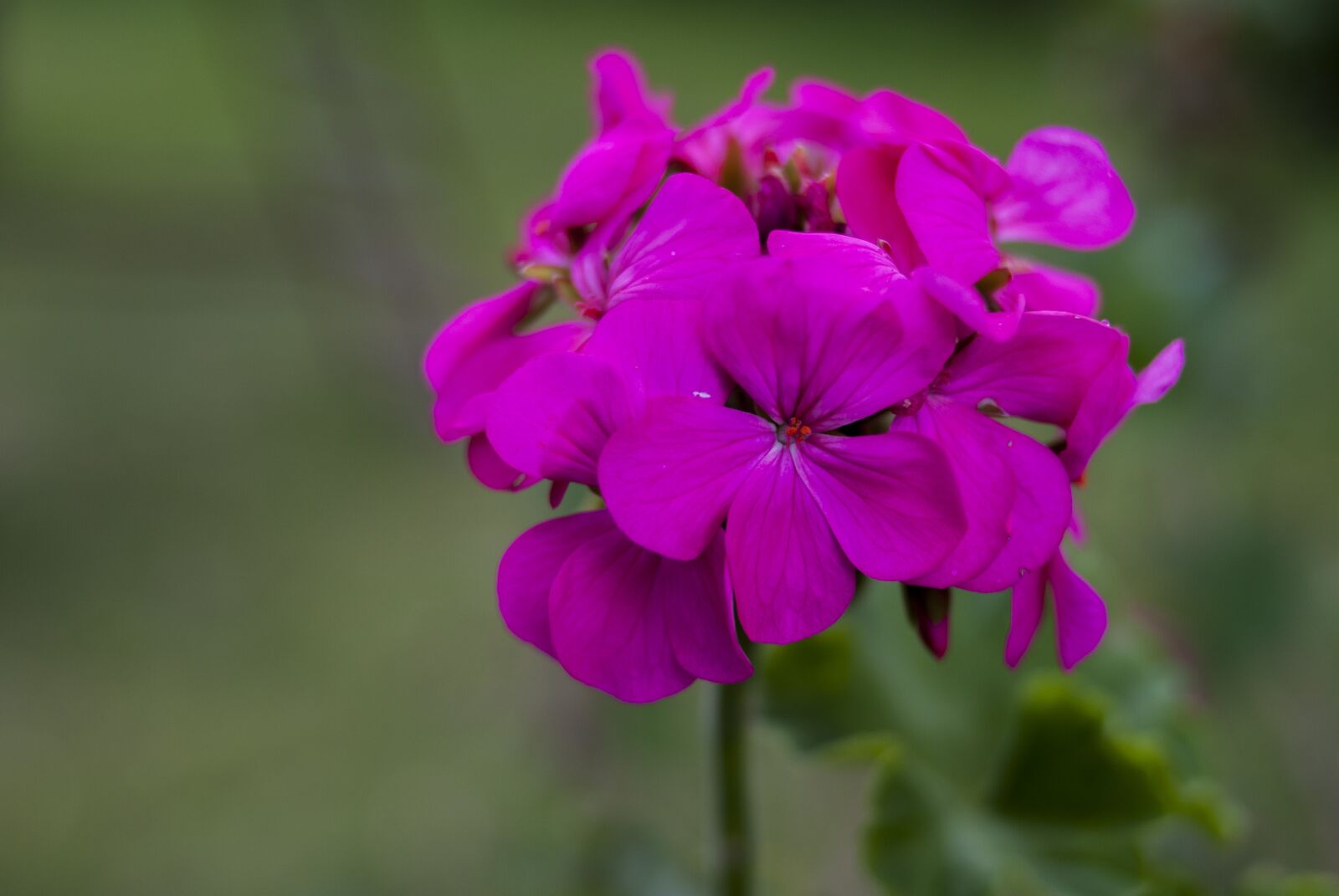 Nikon D60 sample photo. Flower, nature, plant photography