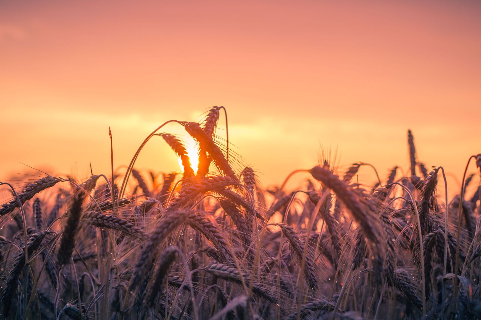 Canon EOS 550D (EOS Rebel T2i / EOS Kiss X4) + Canon EF 50mm F1.8 II sample photo. Cornfield, sunset, backlighting photography