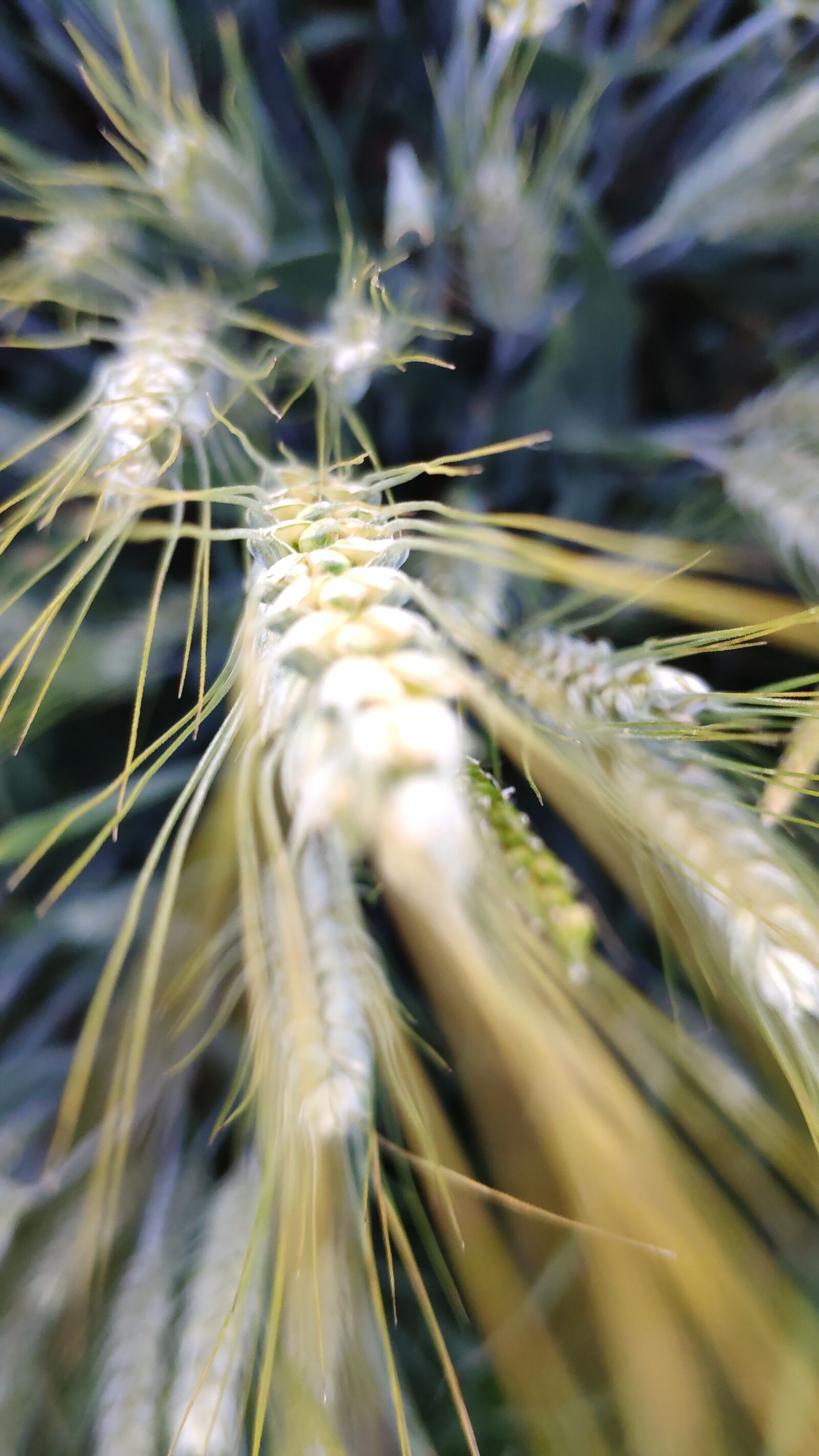 Xiaomi Mi MIX 2S sample photo. Wheat, field, grain photography