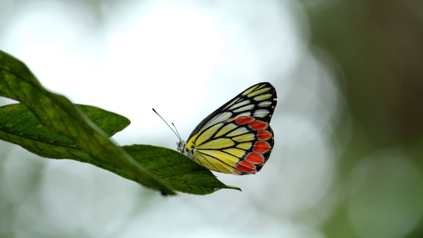 Canon EOS 1300D (EOS Rebel T6 / EOS Kiss X80) sample photo. Butterfly, jezebel, colorful photography