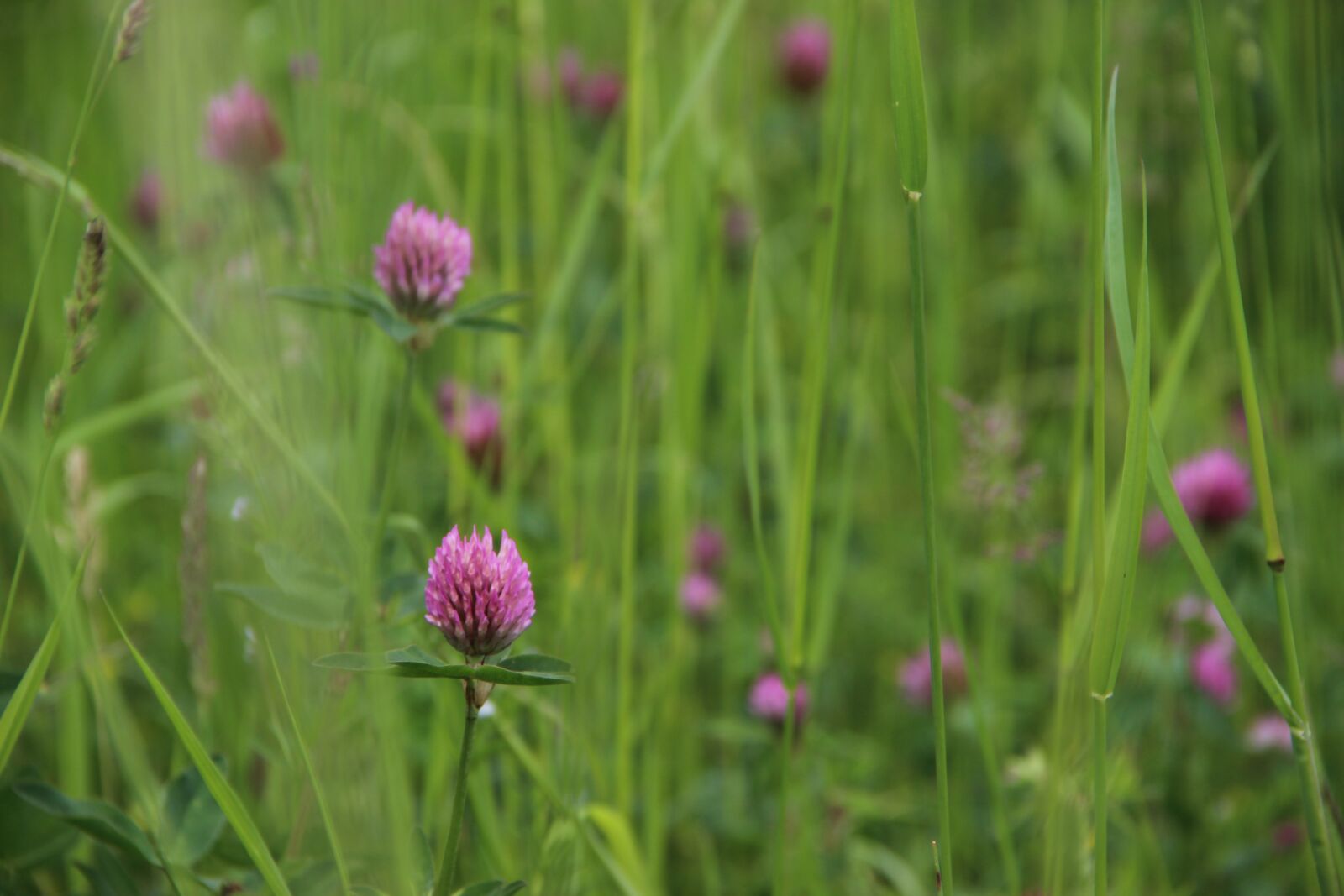 Canon EOS 600D (Rebel EOS T3i / EOS Kiss X5) sample photo. Flowers, flower, spring photography