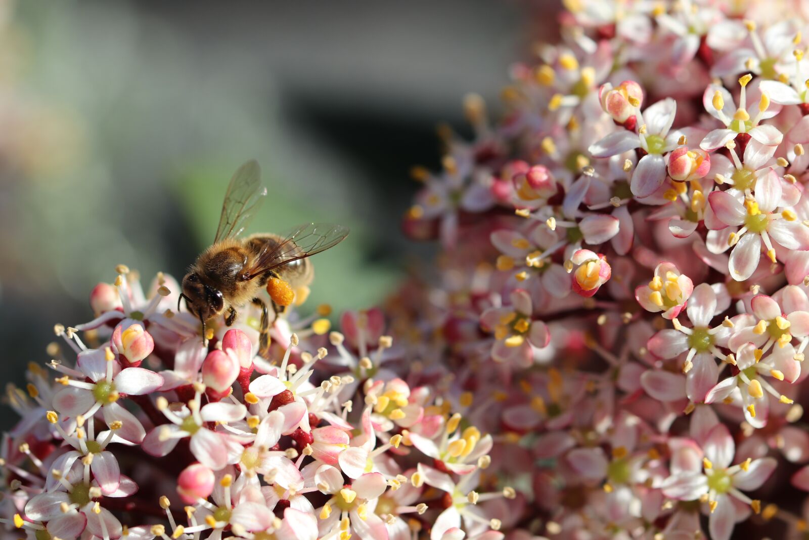 Canon EOS 800D (EOS Rebel T7i / EOS Kiss X9i) sample photo. Bee, forage, spring photography