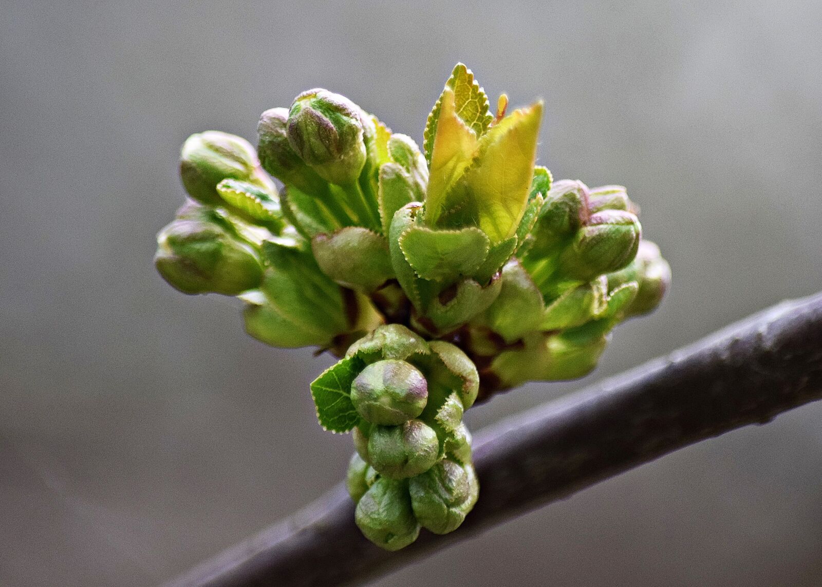 Nikon D5300 sample photo. Macro, green, foliage photography
