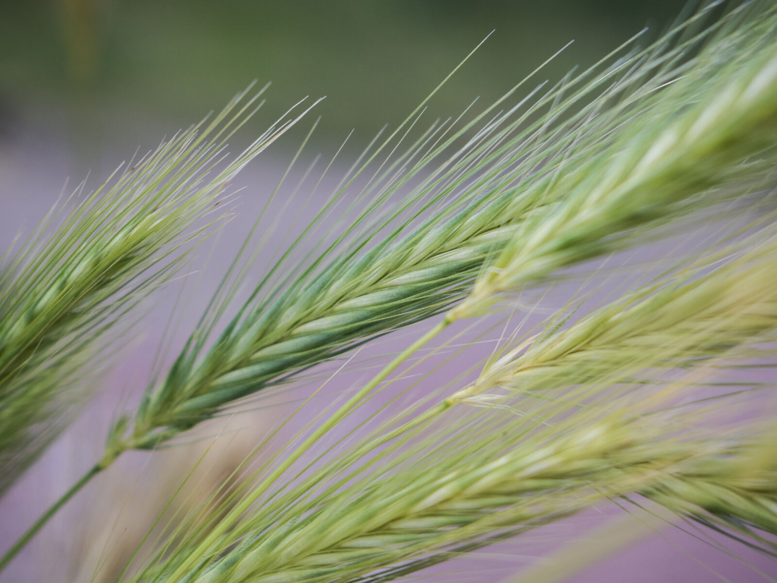 Olympus PEN E-PL5 sample photo. Grass, weeds, nature, grain photography