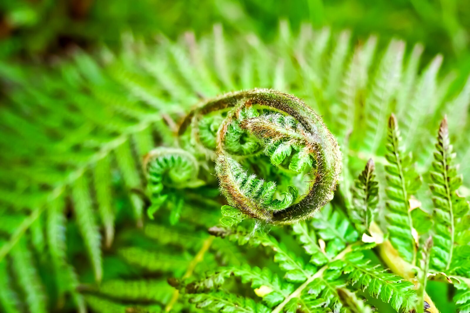 Olympus OM-D E-M10 sample photo. Fern, plant, forest plant photography