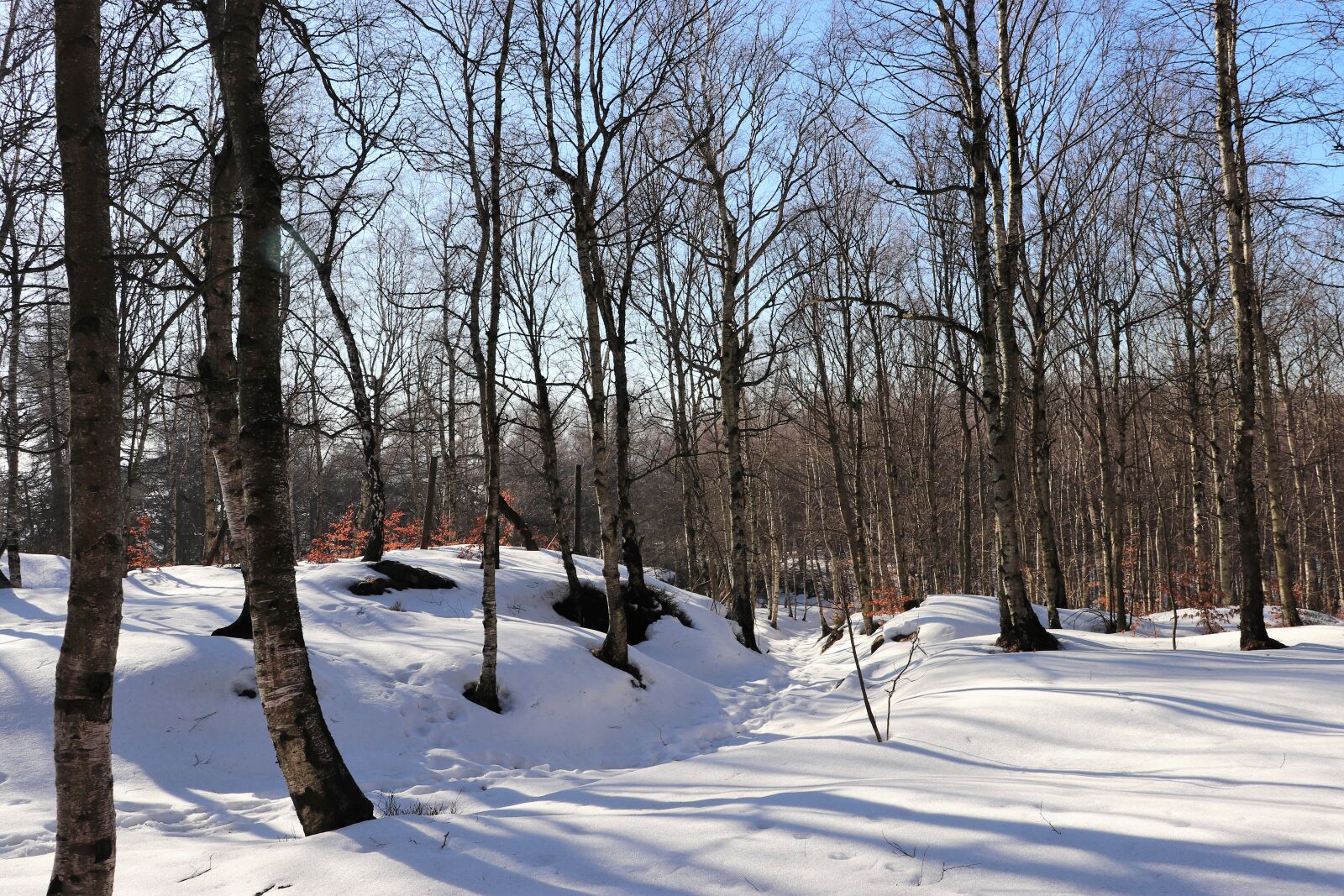 Canon EOS 200D (EOS Rebel SL2 / EOS Kiss X9) sample photo. Winter, snow, forest photography
