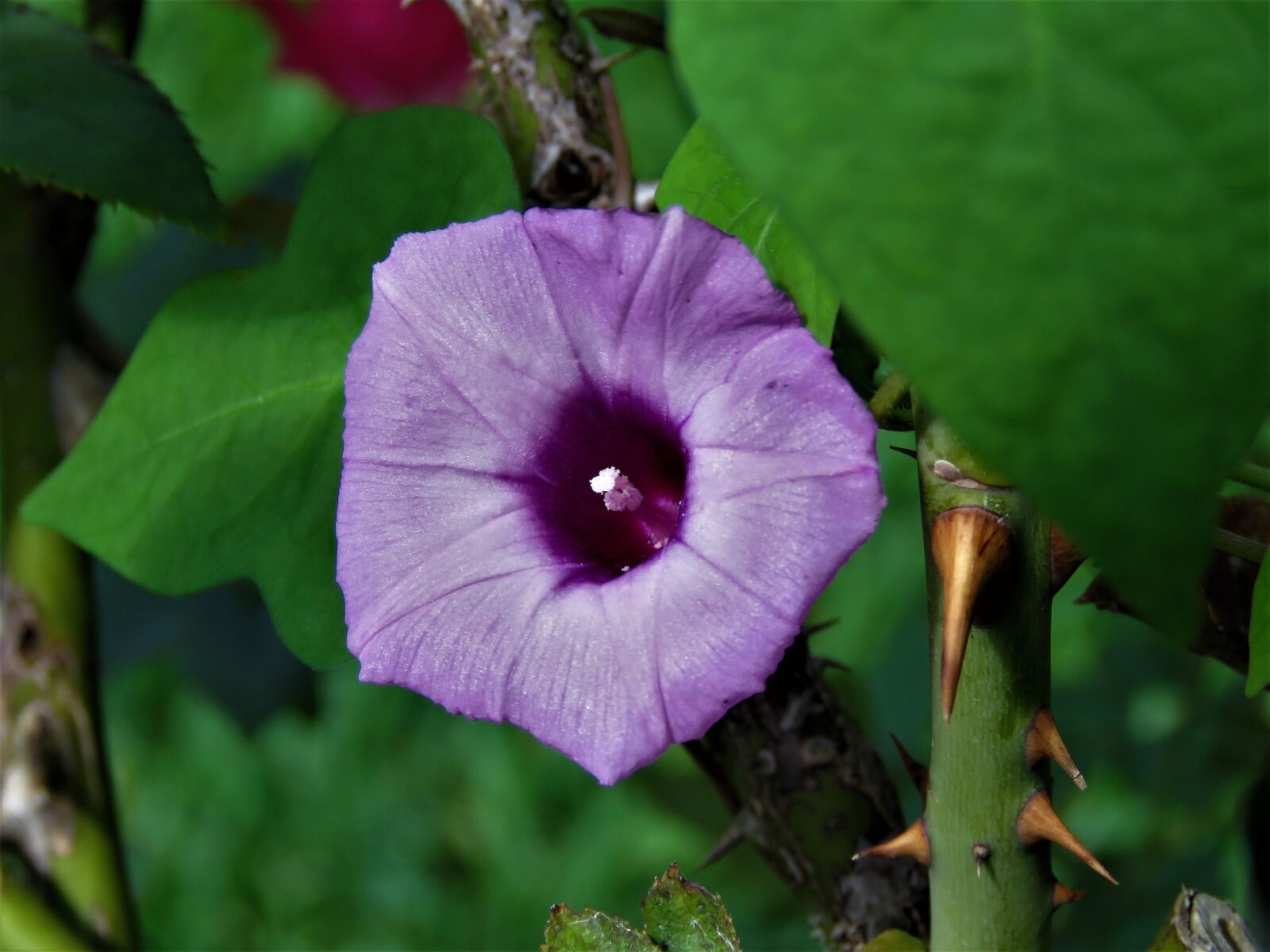 Canon PowerShot SX60 HS sample photo. Flower, purple, wildflower photography