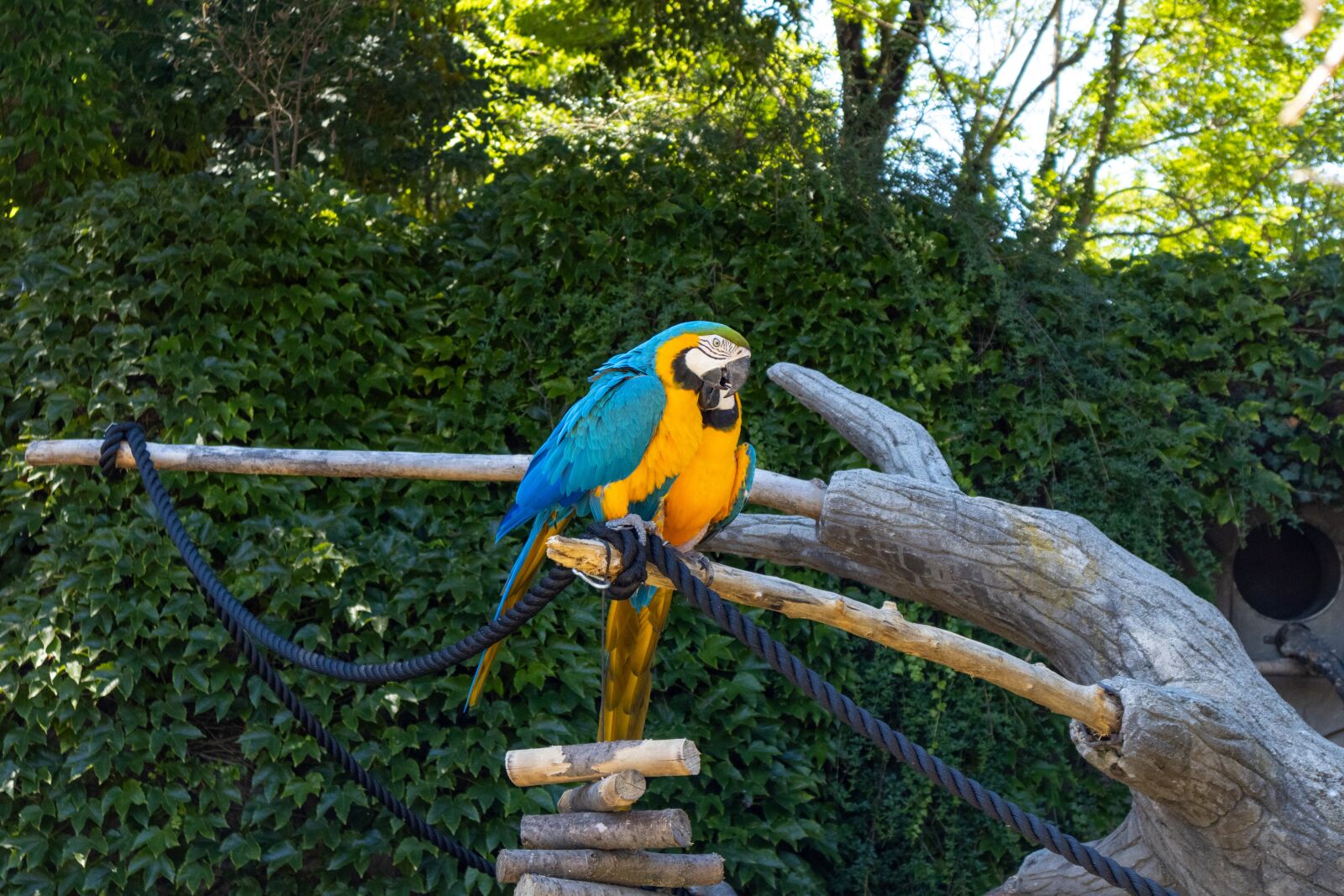 Canon EOS M100 sample photo. Parrot, color, colorful photography