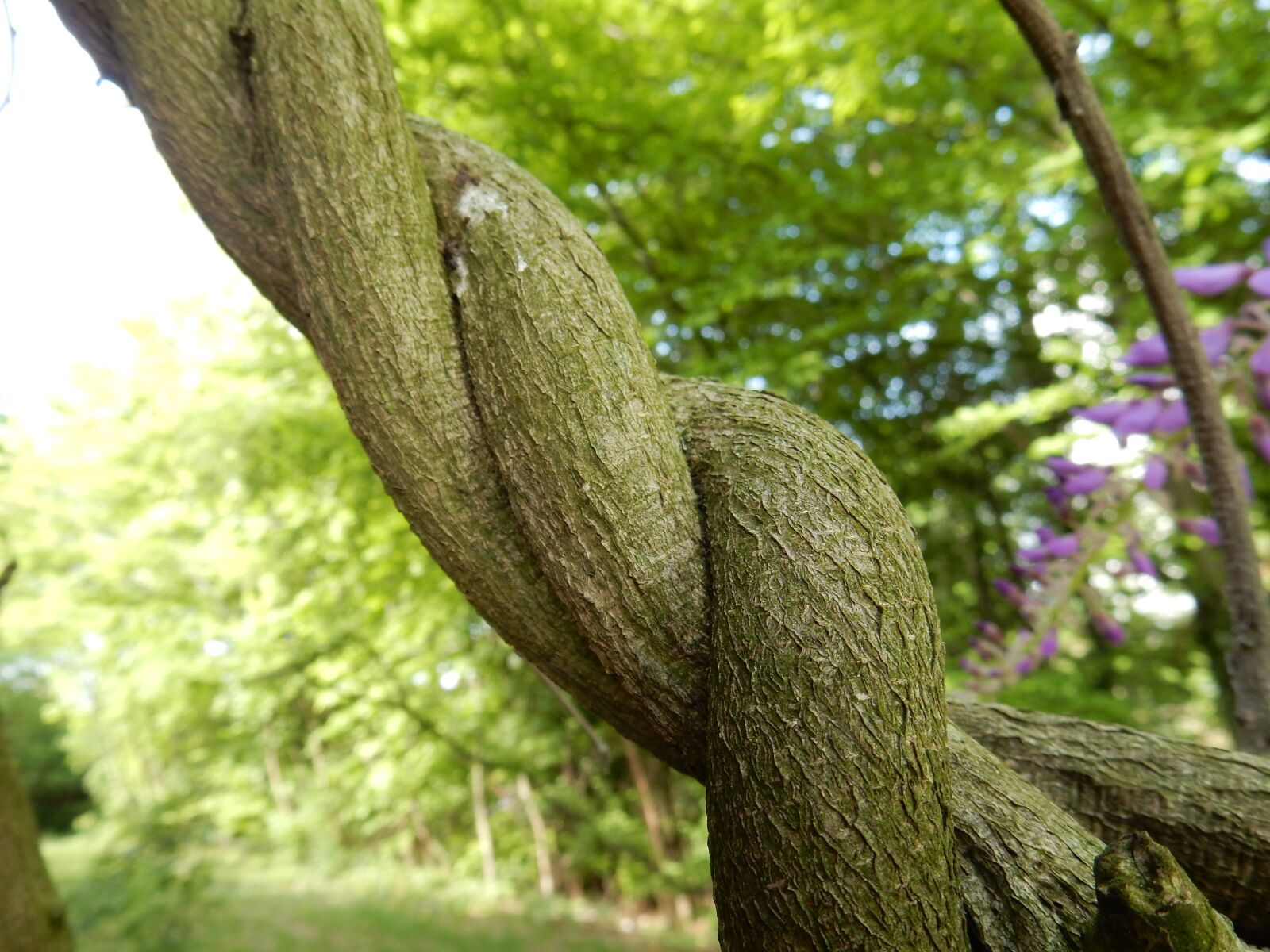 Nikon Coolpix S9900 sample photo. Wisteria, plant, power photography