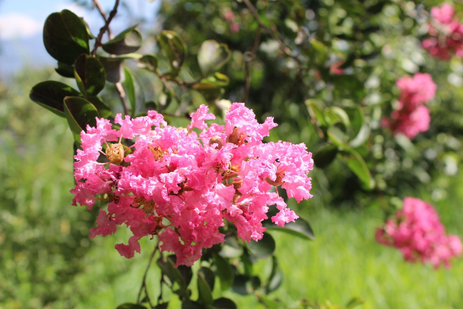 Canon EOS 1300D (EOS Rebel T6 / EOS Kiss X80) sample photo. Flower, pink photography