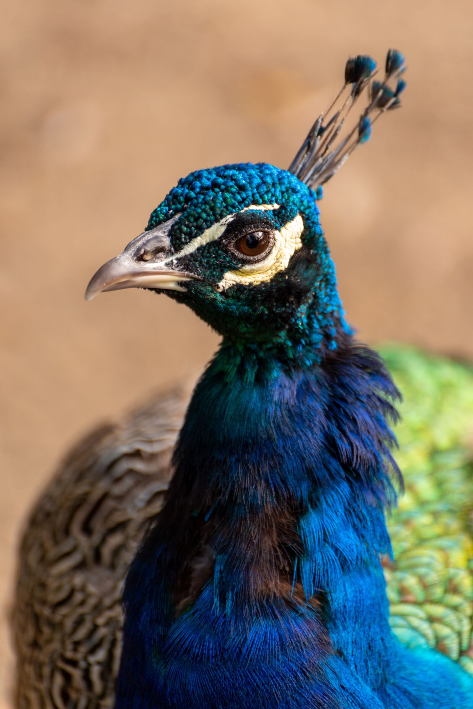 Nikon D750 sample photo. Peacock, nature, zoo photography
