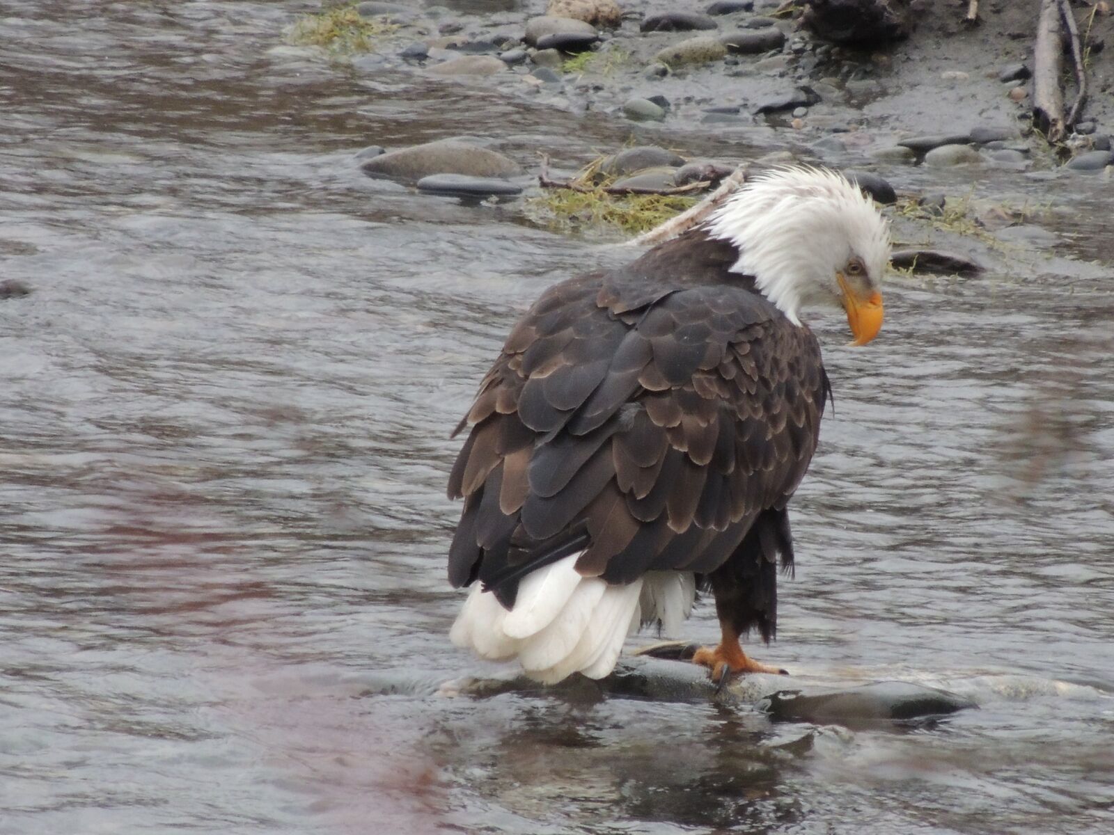 Nikon Coolpix P510 sample photo. Eagle, salmon, raptor photography