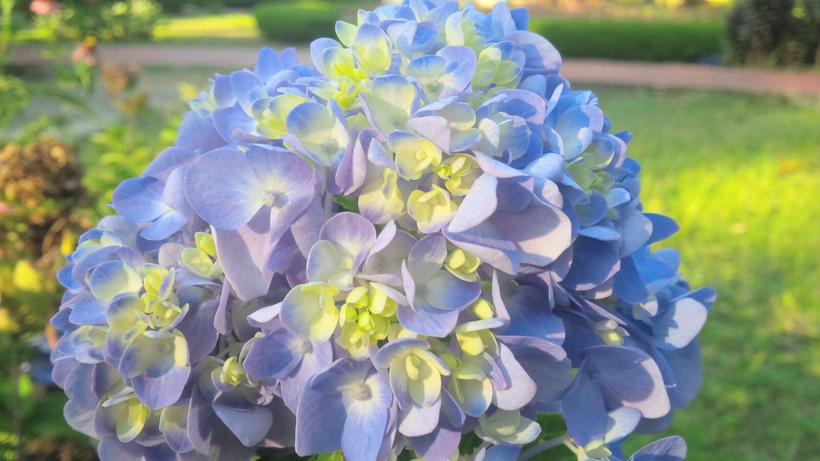 BlackBerry Z10 sample photo. Flower, garden, green photography