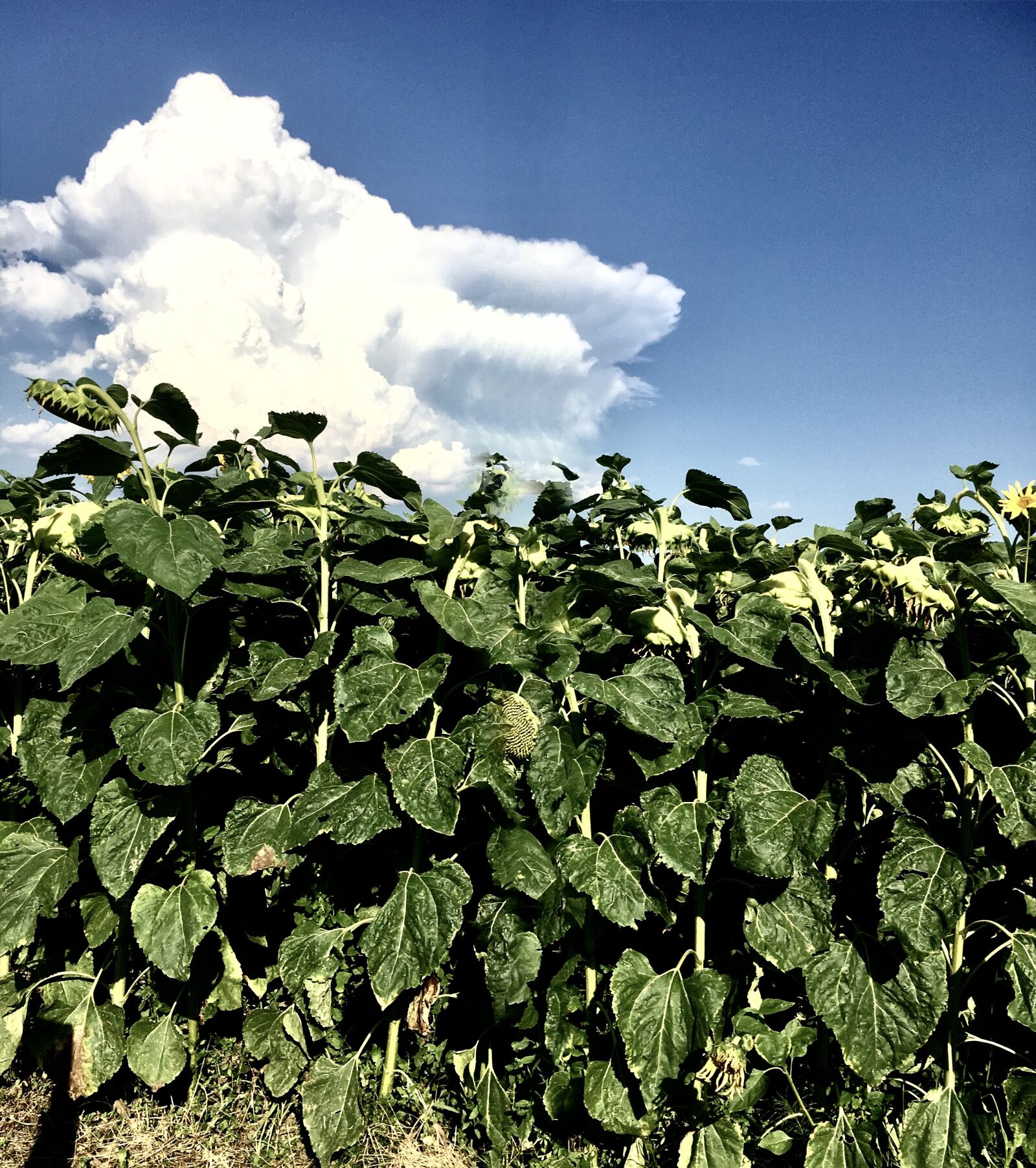 iPhone 6s back camera 4.15mm f/2.2 sample photo. Sunflower field, clouds, blue photography