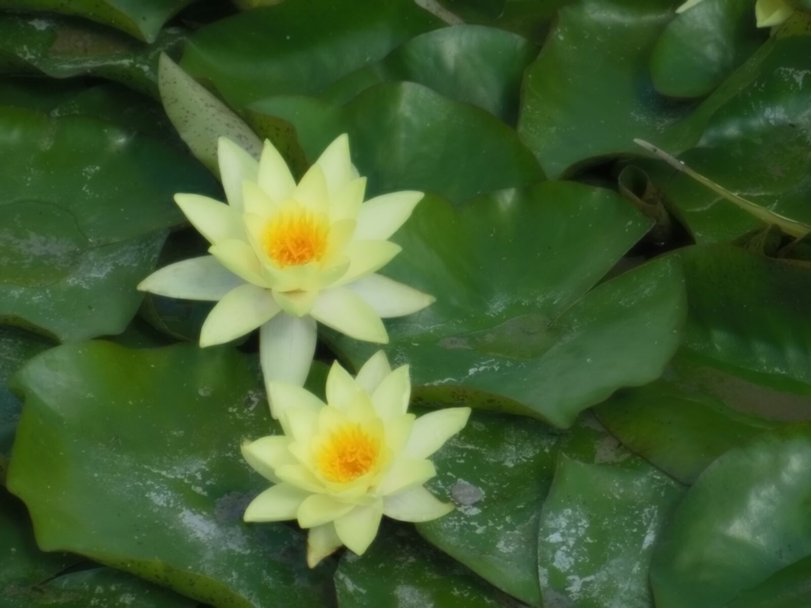 Nikon Coolpix S9300 sample photo. Water lilies, lotus, lake photography
