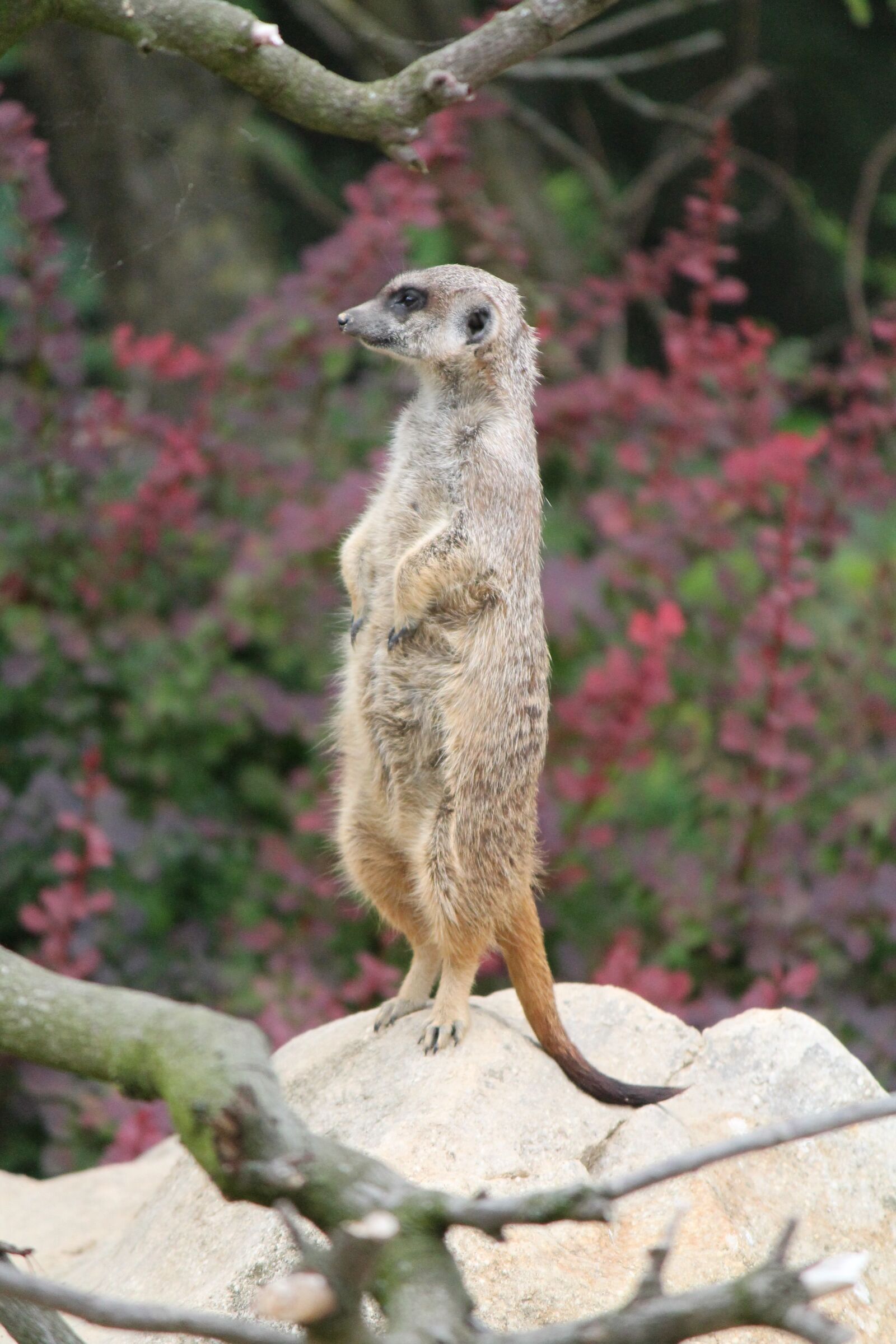 Canon EOS 1100D (EOS Rebel T3 / EOS Kiss X50) sample photo. Meerkat, standing, zoo photography