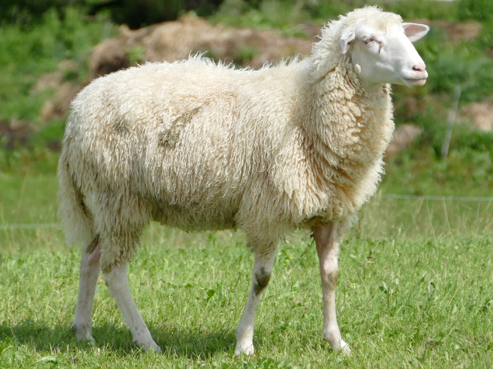 Panasonic Lumix DMC-FZ1000 sample photo. Sheep, wool, sheepskin photography