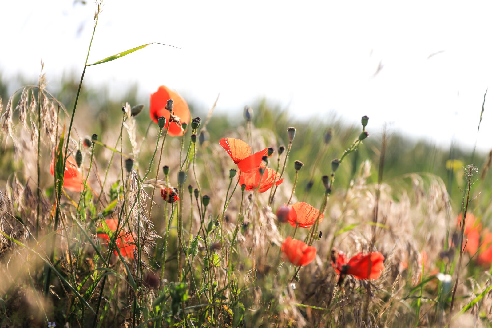 Canon EOS 5D Mark IV sample photo. Poppy, wildflower, flower photography
