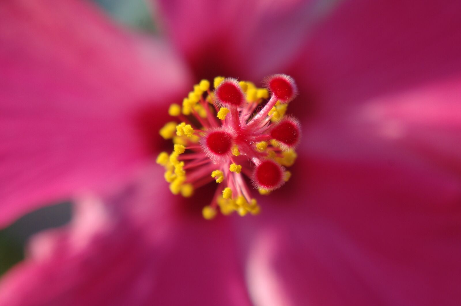 Pentax K-m (K2000) sample photo. Hibiscus, flower, hawaii photography