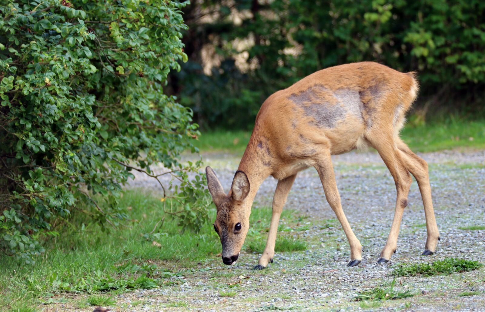 Canon EOS 70D sample photo. Roe deer, animal, hair photography