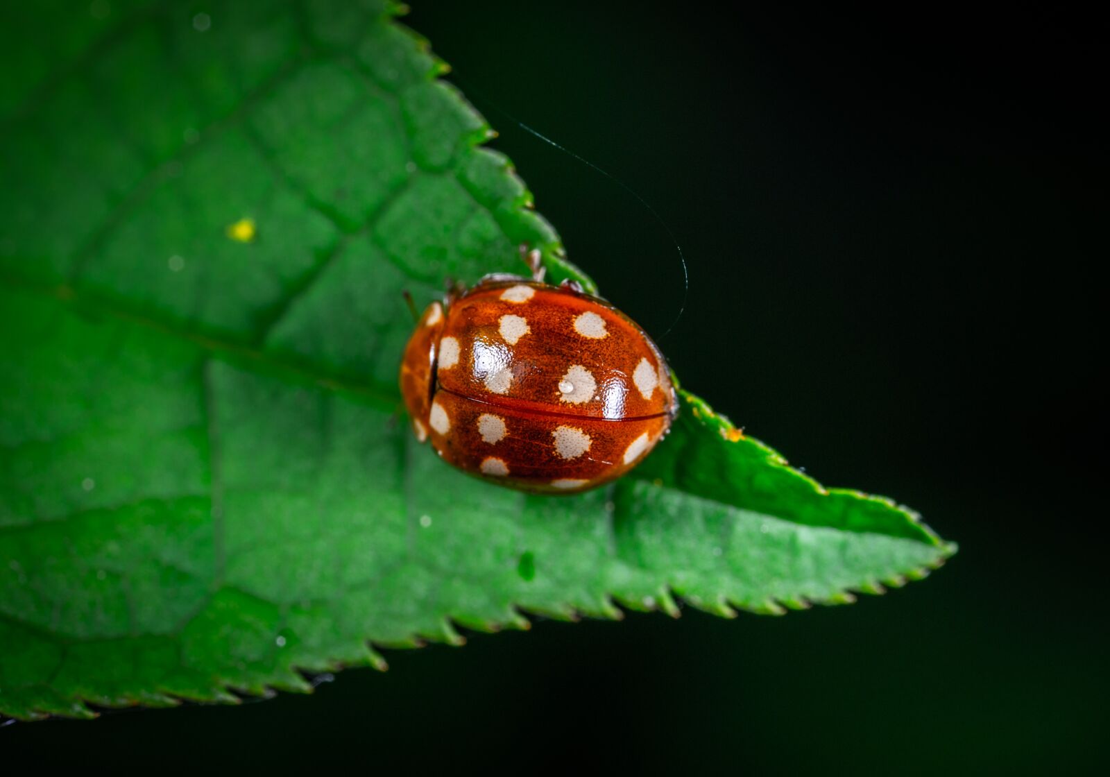 #124 65/2.8 sample photo. Ladybug, beetle, insect photography