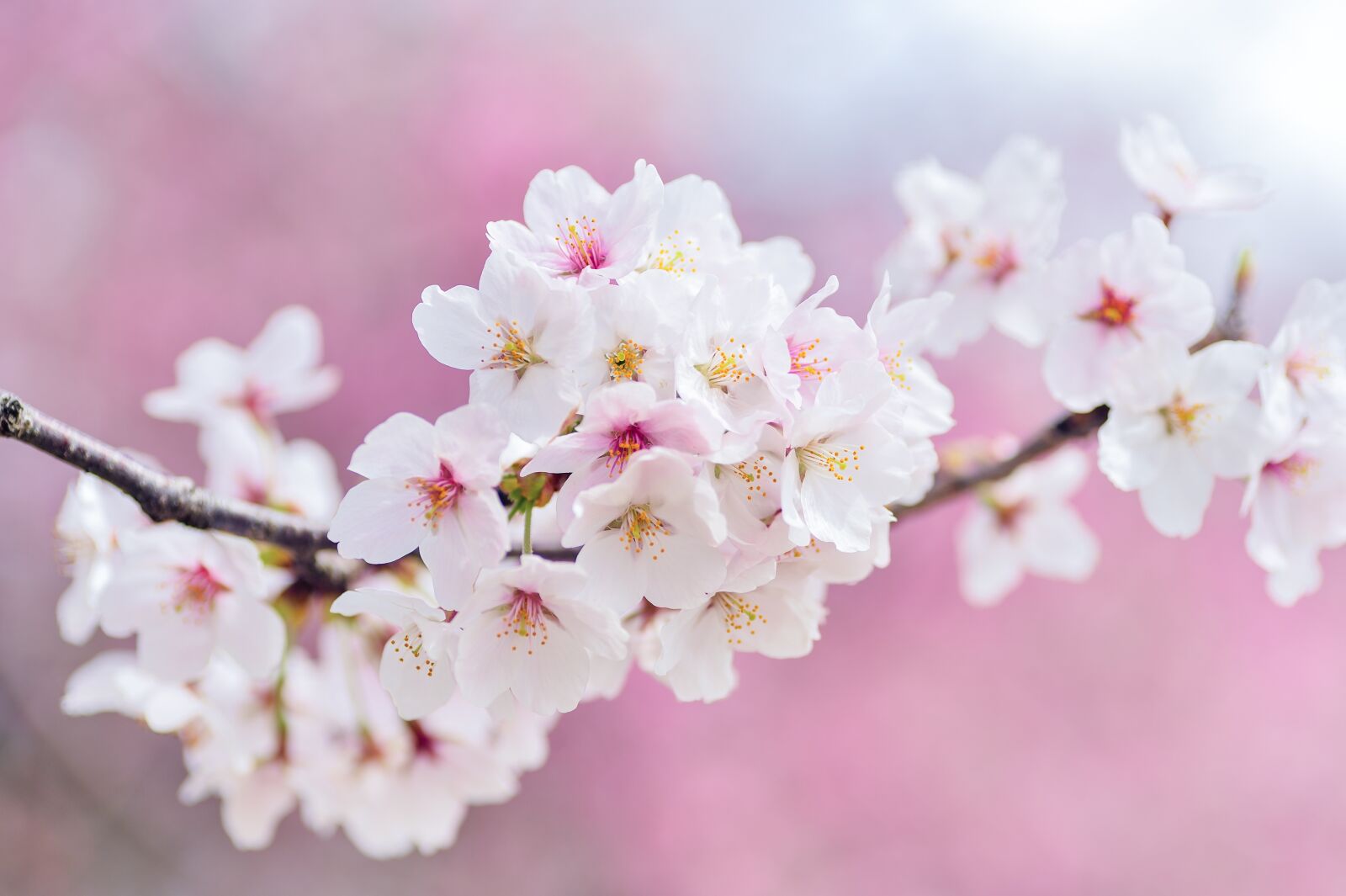 Nikon Df sample photo. Japan, landscape, spring photography